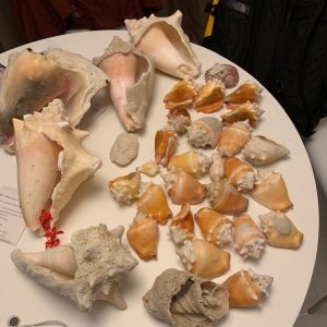 How does the Shell Whisperer part 2 build bridges of understanding?